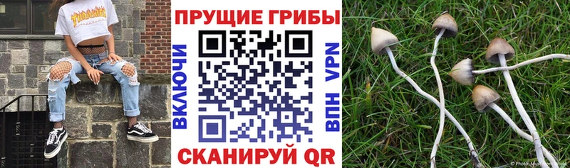 Псилоцибиновые грибы Psilocybe  Брянск 